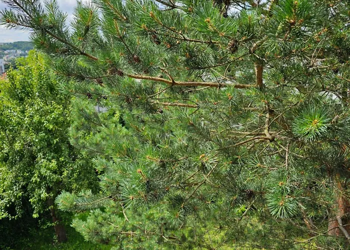 U Anny Homestay szállás *